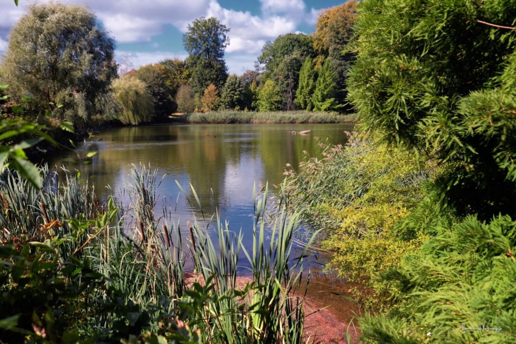 Vijver in Mariemont Park